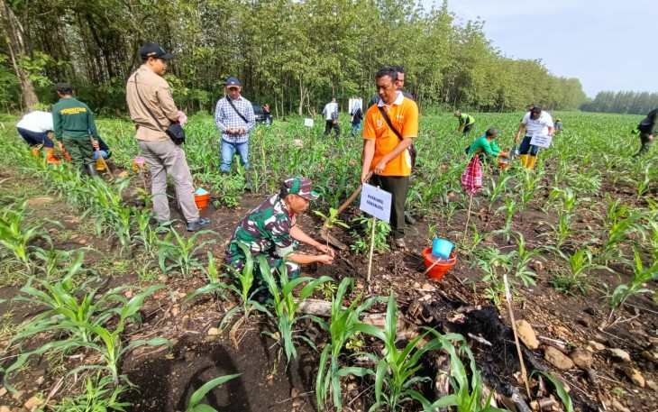 Anggota Koramil Gemarang Bersama Pihak Terkait Laksanakan Program Ketahanan Pangan dengan Sistem Tumpang Sari