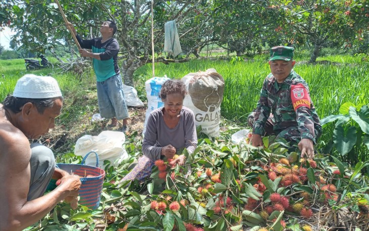 Serda Budiono Babinsa Koramil 1002-06/Barabai sambangi warga dan bantu panen Rambutan di desa Babai Kec.Barabai Kab.Hulu Sungai Tengah, Minggu (24/02/204)
