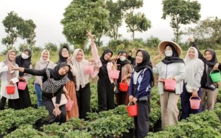 Petik Buah dan Nikmati Kelezatannya di Kebun Lumbung Strawberry 