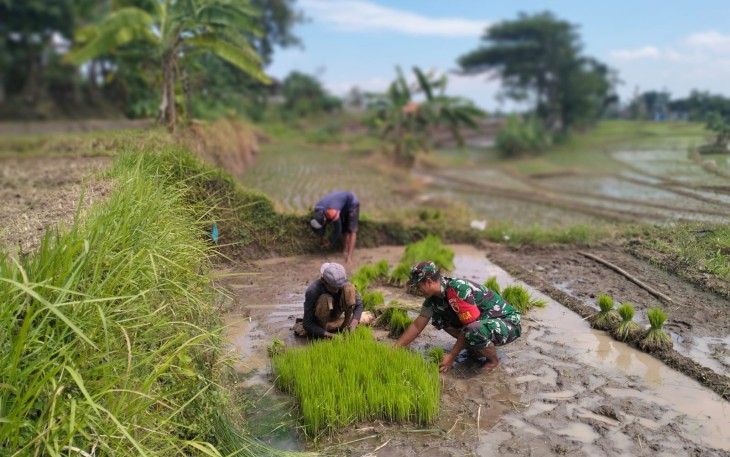 Babinsa Desa Ketandan Terjun Langsung Bantu Petani Siapkan Benih Padi