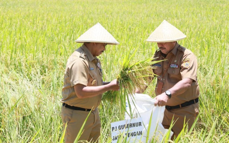 Pj Gubernur Jateng Nana Sudjana saat panen padi di Kabupaten Purworejo, Senin (26/2)