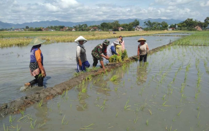 Penanaman bibit padi bersama petani binaan