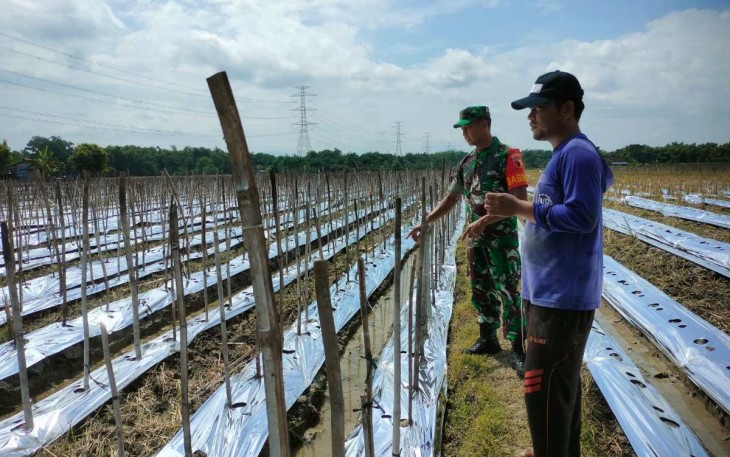 Komsos dengan petani melon wilayah desa binaan 
