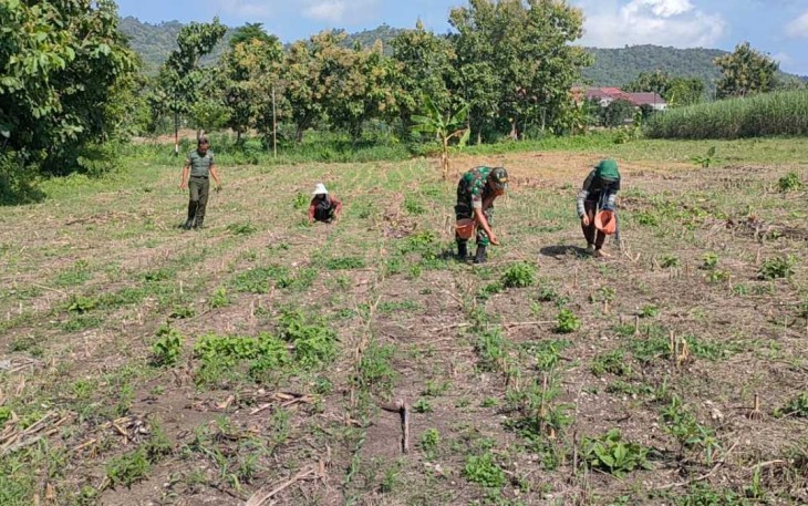 Pemupukan tanaman jagung petani wilayah desa binaan 