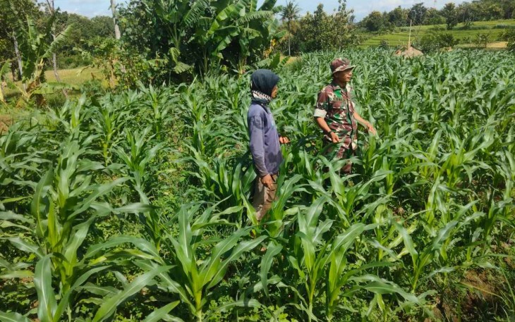 Pendampingan ketahanan pangan petani jagung di wilayah desa binaan 