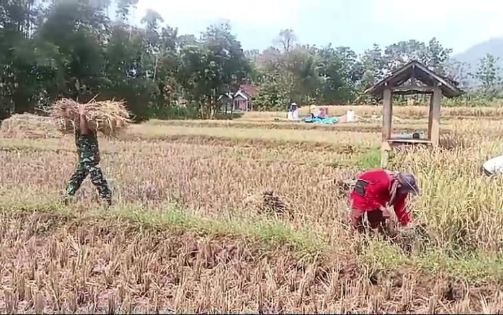 Bantu panen padi warga binaan