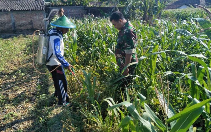 Pendampingan petani jagung wilayah desa binaan 