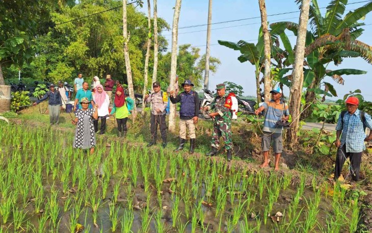 Penyemprotan disinfektan tanaman padi warga desa binaan 