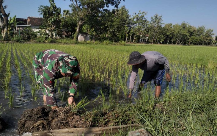 Pendampingan petani di wilayah desa binaan 