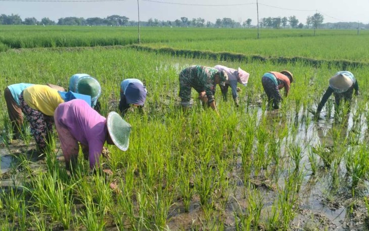 Pendampingan petani wilayah desa binaan 