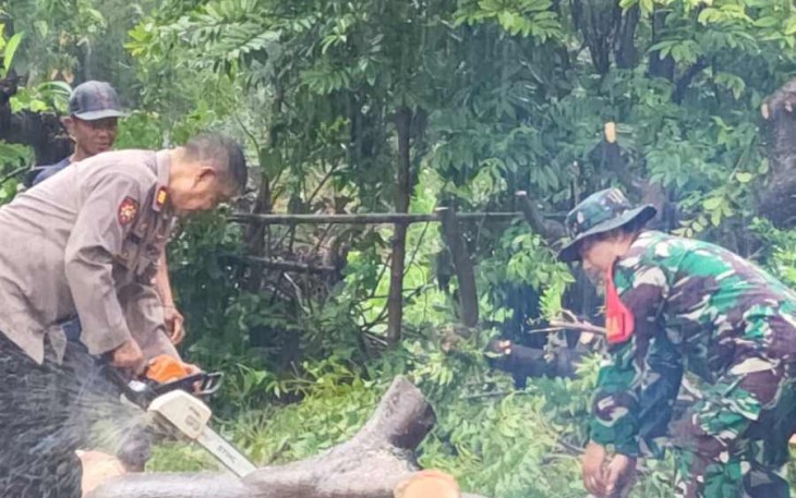 Bersihkan pohon tumbang di jalan