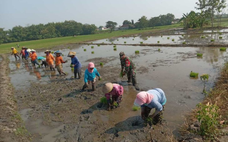Penanaman bibit padi bersama petani binaan