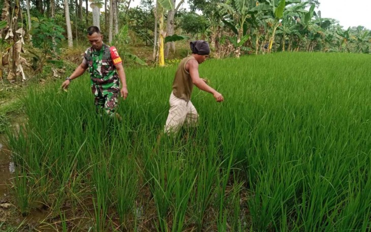 Merawat tanaman padi warga binaan 