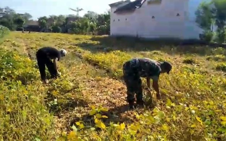 Panen kedelai petani wilayah desa binaan 