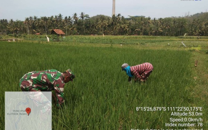 Penyiangan gulma persawahan wilayah desa binaan 