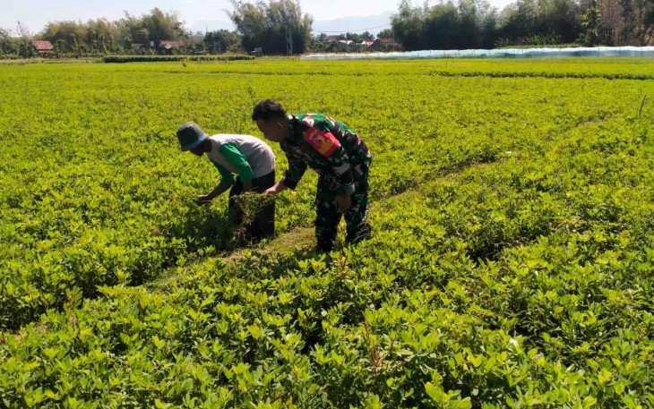 Perawatan tanaman petani desa binaan
