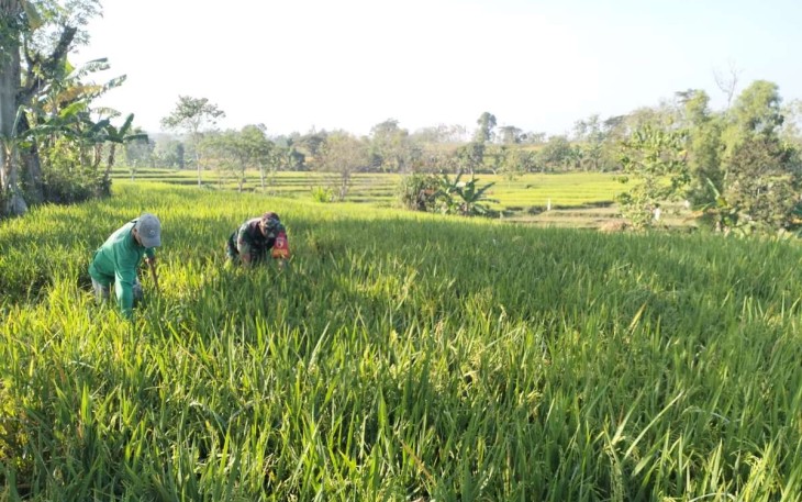 Bantu petani wilayah desa binaan 