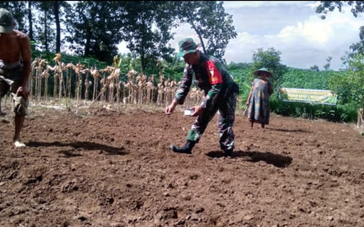 Penanaman benih jagung 