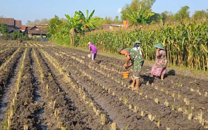 Bantu petani tanam jagung di wilayah desa binaan 