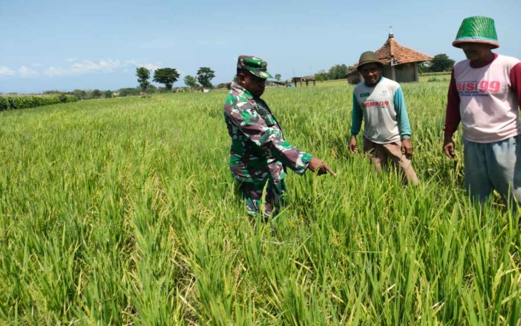 Pengecekan tanaman pertanian warga desa binaan 
