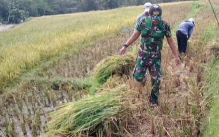 Panen padi petani binaan 