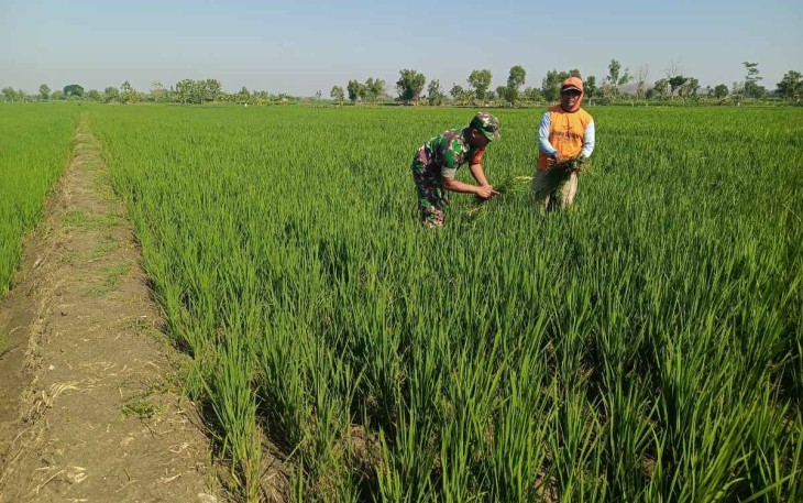 Bantu merawat tanaman padi di wilayah desa binaan 