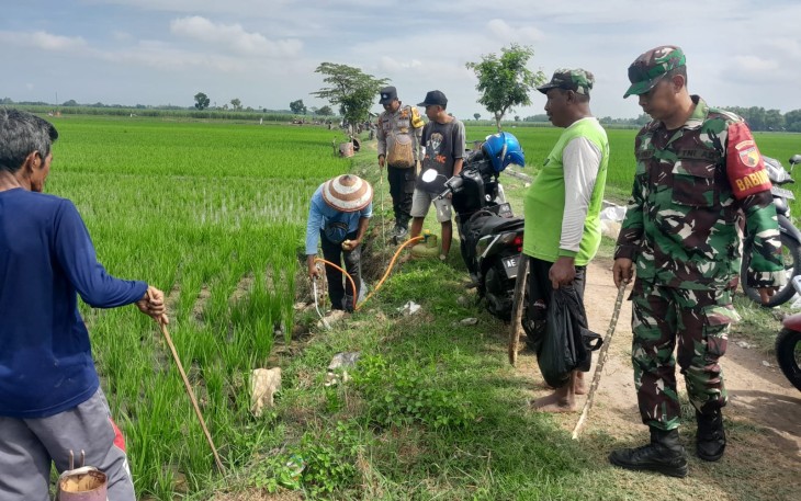 Babinsa Desa Wayut Bersama Kelompok Tani Berantas Hama Tikus untuk Tingkatkan Hasil Panen