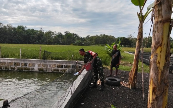 Peran Aktif Babinsa Pendampingan Budidaya Ikan Lele di Wilayah Binaan