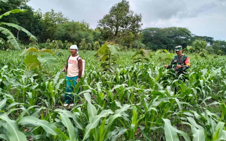 Pendampingan Ketahanan Pangan oleh Babinsa Desa Duren dari Koramil Tipe B 0803/10 Pilangkenceng, Serka Purwanto.