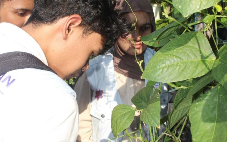Budidaya tanaman menggunakan pupuk kulit pisang