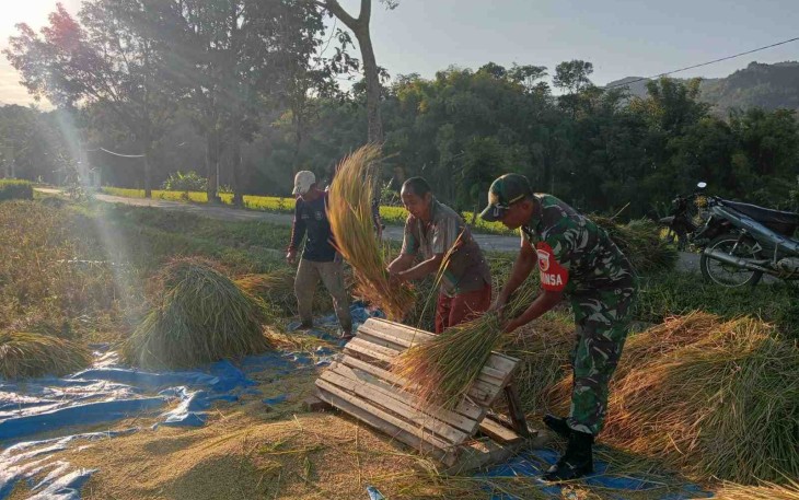 Panen padi petani binaan 