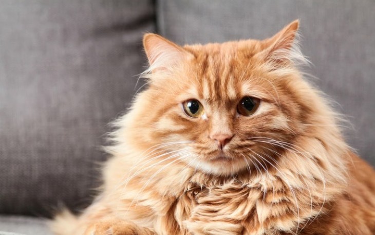 Kucing Oren
