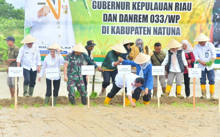 Tanam Padi di Natuna