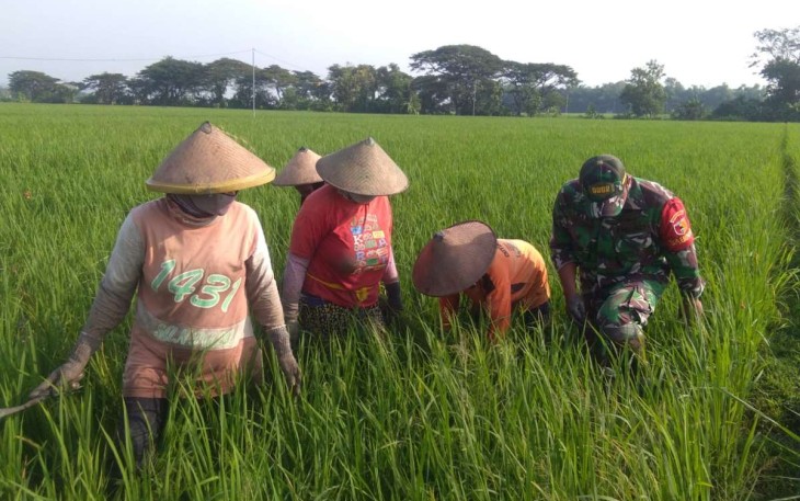 Bantu bersihkan hama tanaman padi petani wilayah desa binaan 