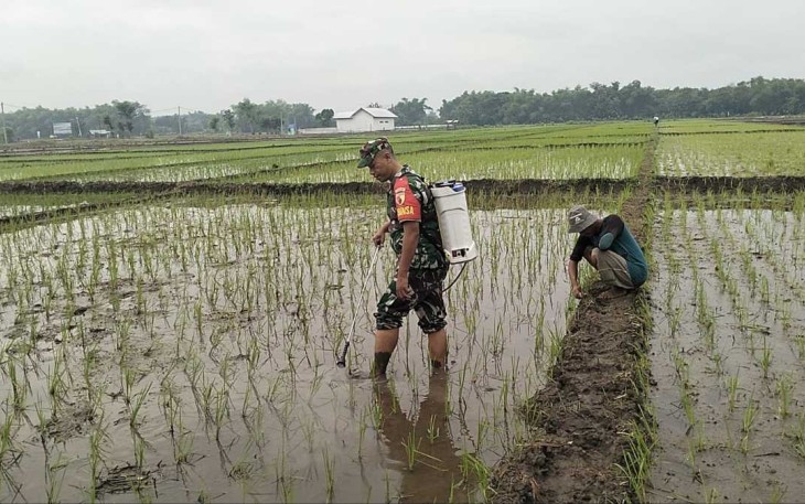 Penyemprotan padi wilayah desa binaan 