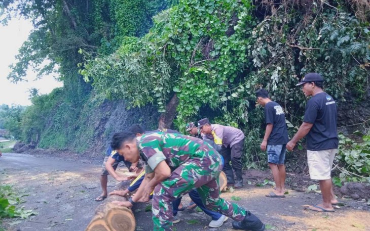 Evakuasi pohon tumbang di jalan