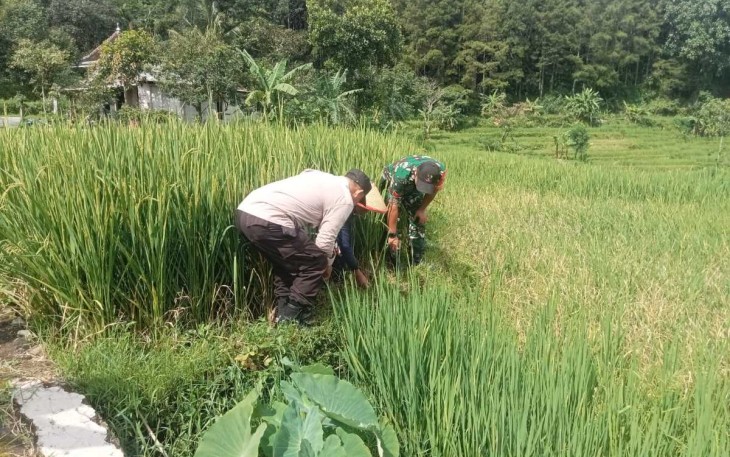 Pengendalian hama tikus di wilayah desa binaan 