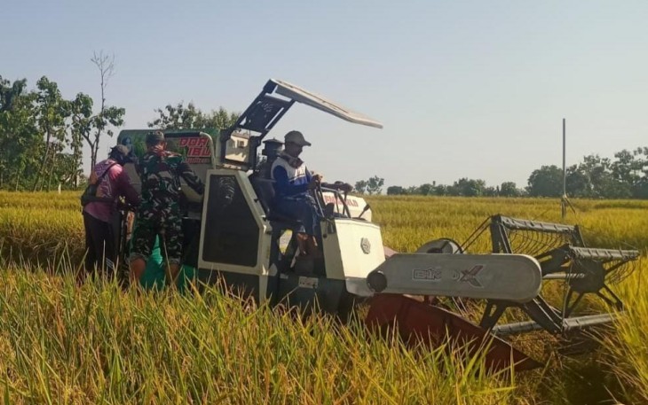 Panen padi petani binaan 