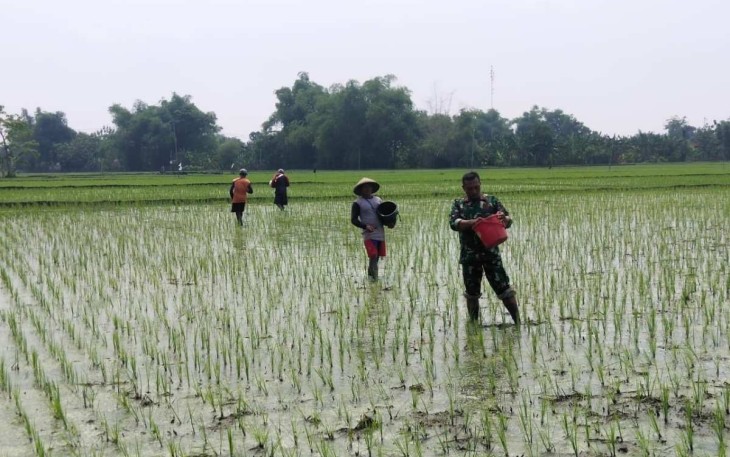 Perawatan tanaman padi petani wilayah desa binaan 