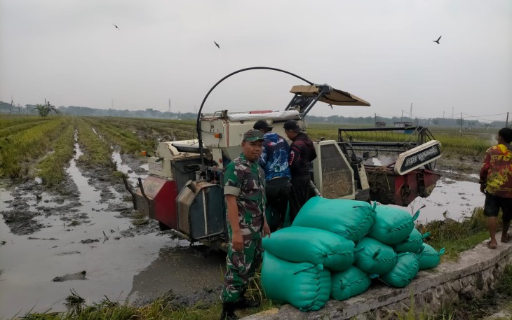 Tingkatkan Pertanian di Wilayah, Babinsa Koramil 0805/12 Mantingan Dampingi Panen Raya dan Sergap 