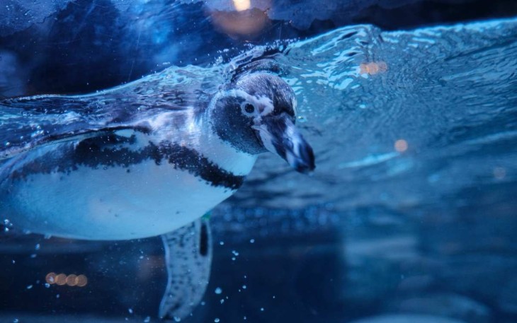 Penguin di Jakarta Aquarium & Safari