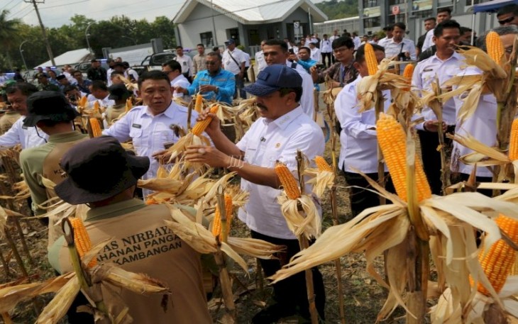 Panen Perdana Digelar Kemenimipas Dalam Rangka Program Ketahanan Pangan.