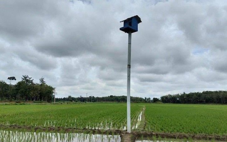 Teknologi IPHA Sukses Tingkatkan Produksi Padi