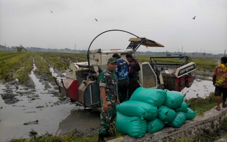 Panen padi petani desa binaan 