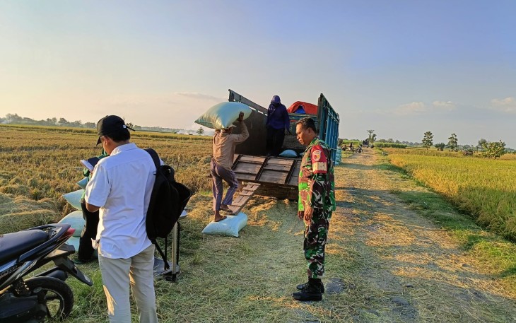 Babinsa Koramil 0803/04 Jiwan Dampingi Kegiatan Serap Gabah di Desa Kincang Wetan