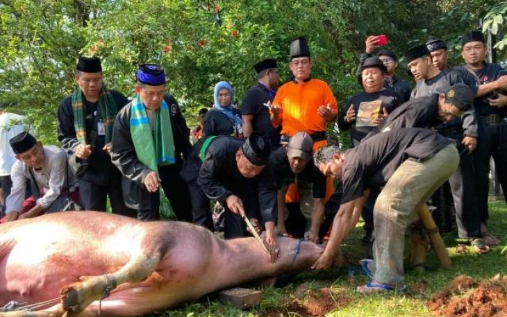 Tradisi Motong Kebo Andil Warga Kota Depok 