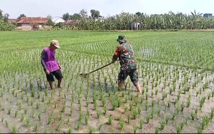 Penyiangan gulma persawahan wilayah desa binaan 