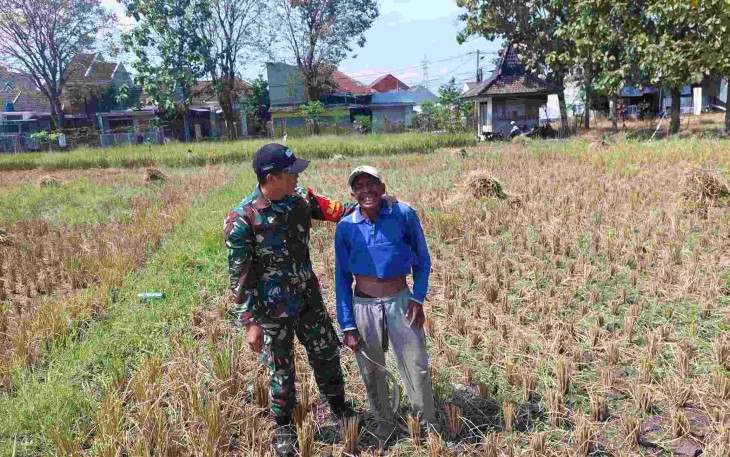 Babinsa Tunggulwulung bantu panen padi petani desa binaan 