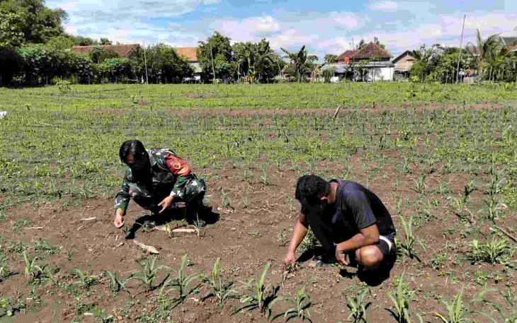 Pendampingan petani wilayah desa binaan 