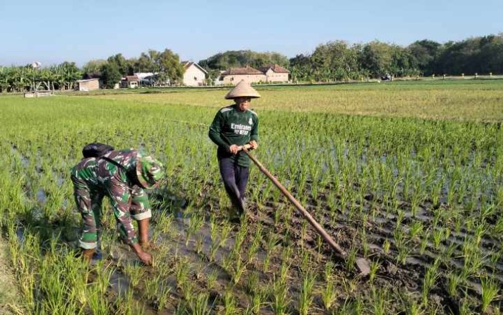 Penyiangan gulma persawahan wilayah desa binaan 